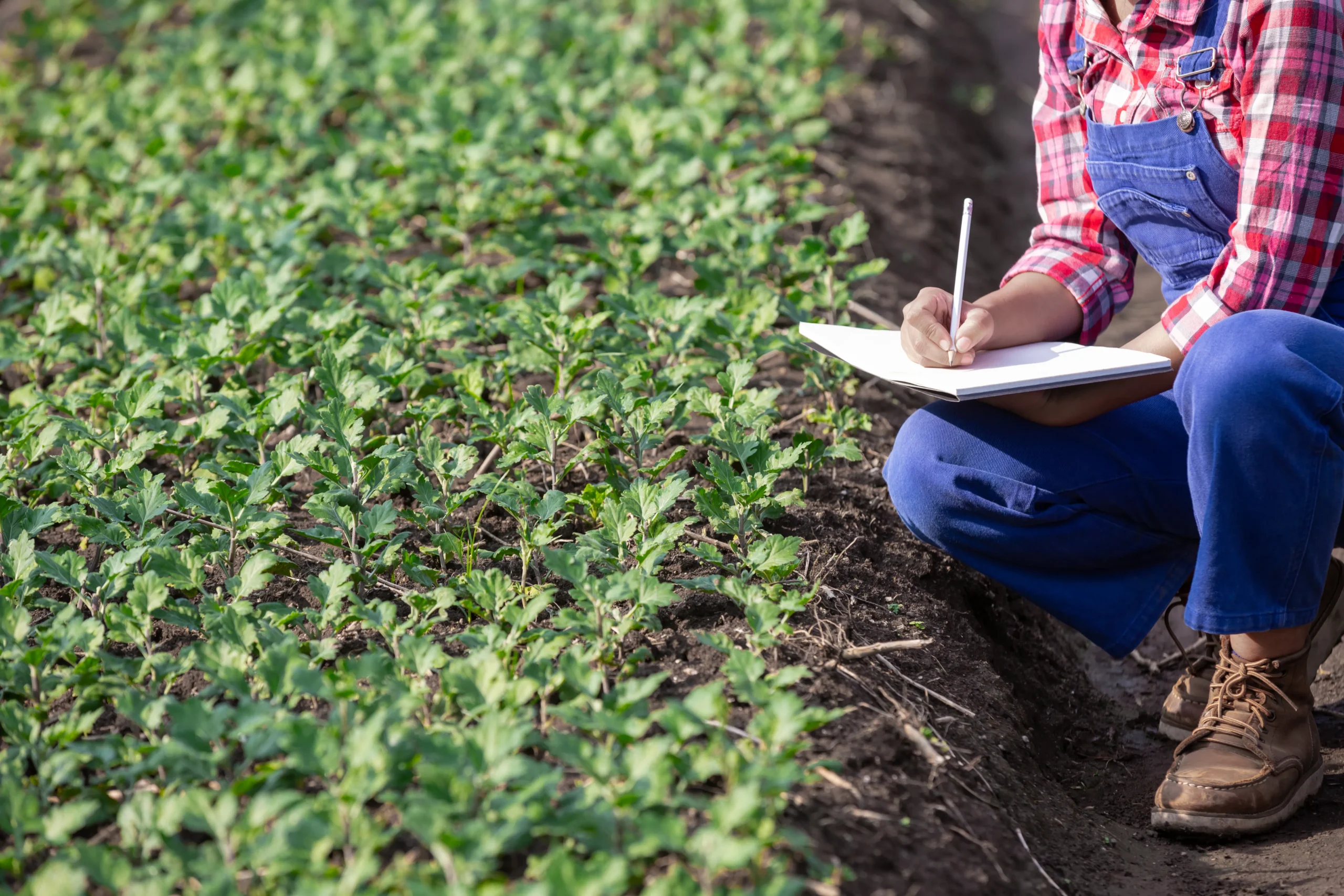 Agricultor fazendo pesquisa